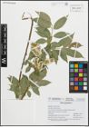 Foto von Salix pentandra L.